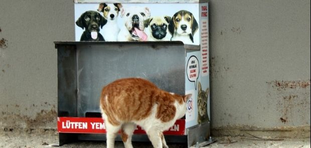 21 FARKLI NOKTADA BESLEME İSTASYONLARI OLUŞTURULDU